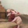 你若安好不得了