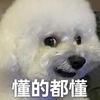 土狗说短剧