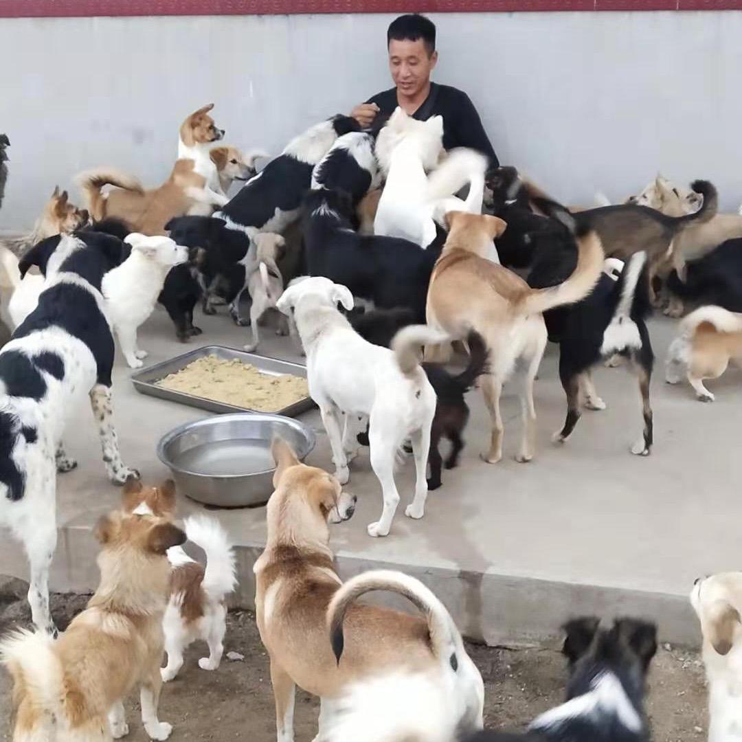 豆包和他的流浪狗狗们@抖音
