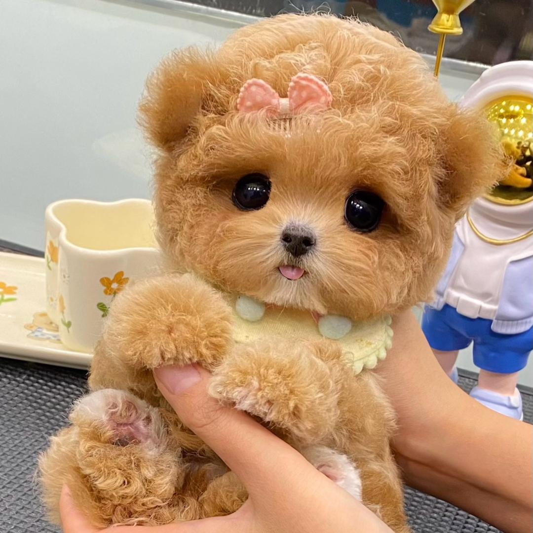 莹姐家的萌宠@抖音