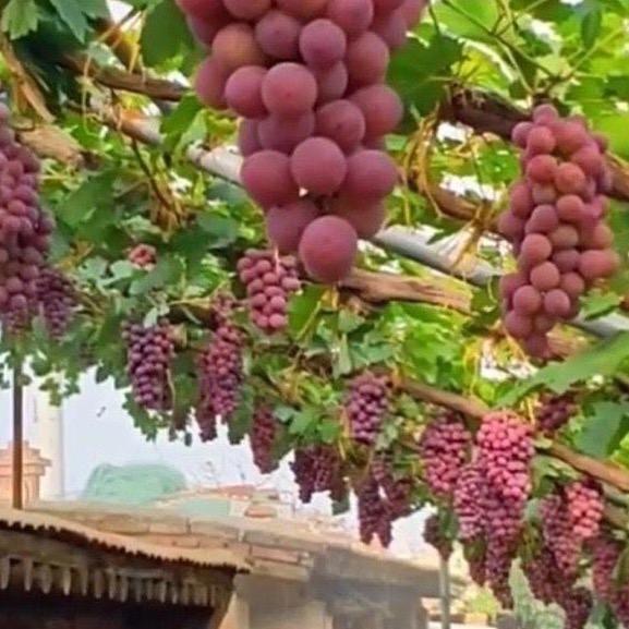 源外园李行果树苗木专卖店