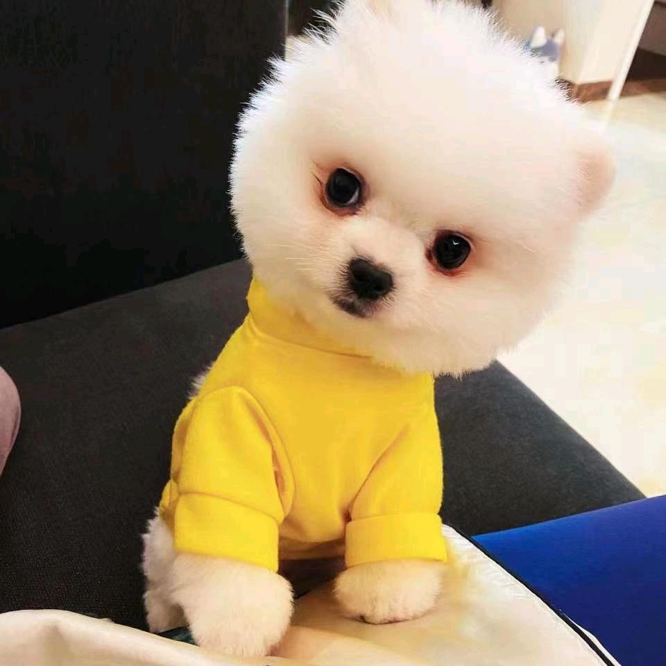 小张窗帘