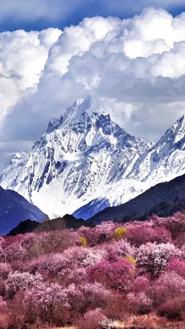 美摄中国: 春已至，花已开，愿所有的美好都如期而至。高原最美的春天，一定是你今生最美的遇见。#林芝#西藏#风景
